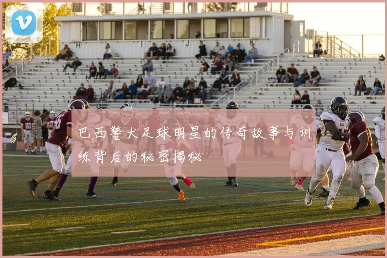 巴西警犬足球明星的传奇故事与训练背后的秘密揭秘